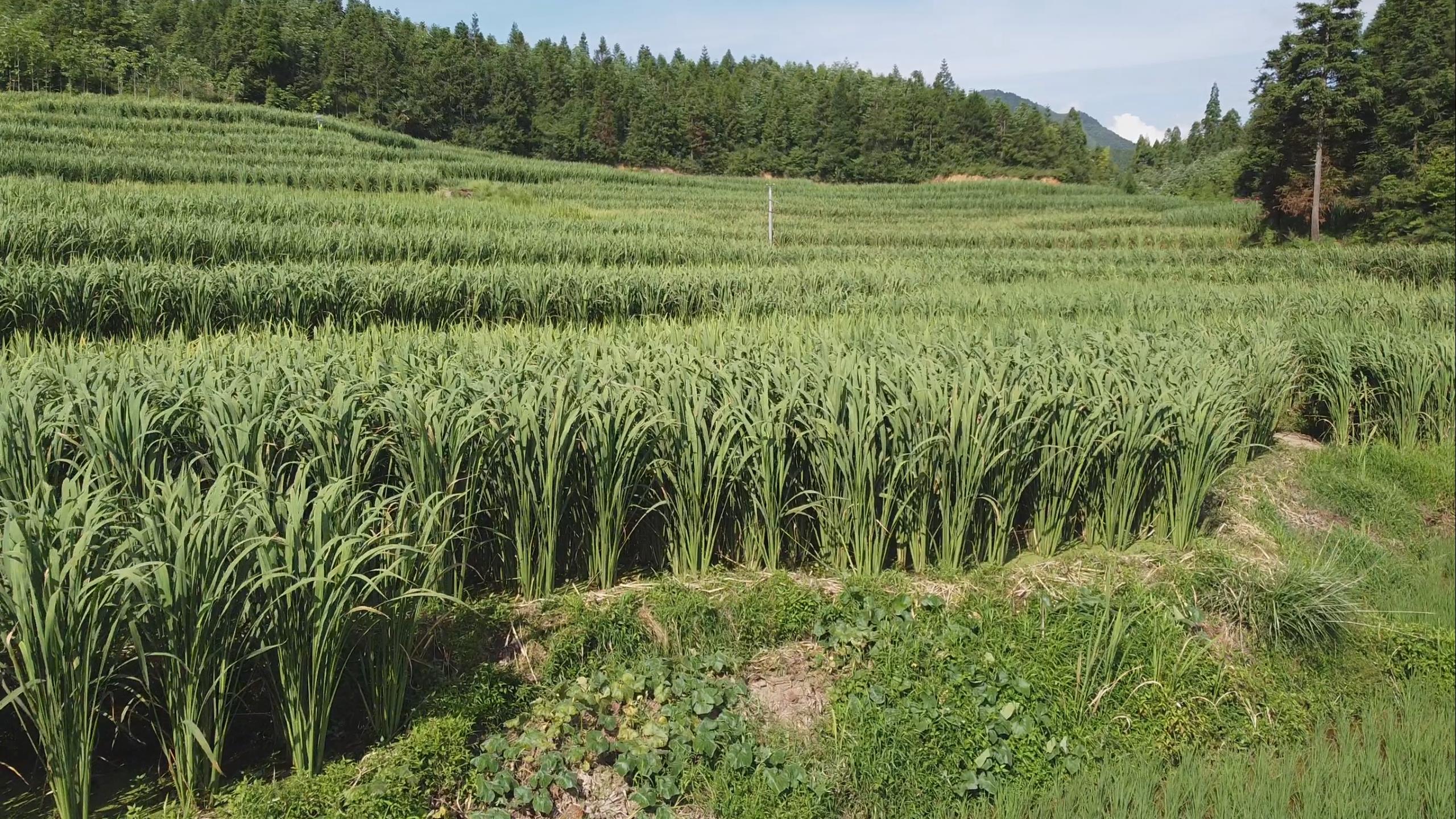 茭白种植基地
