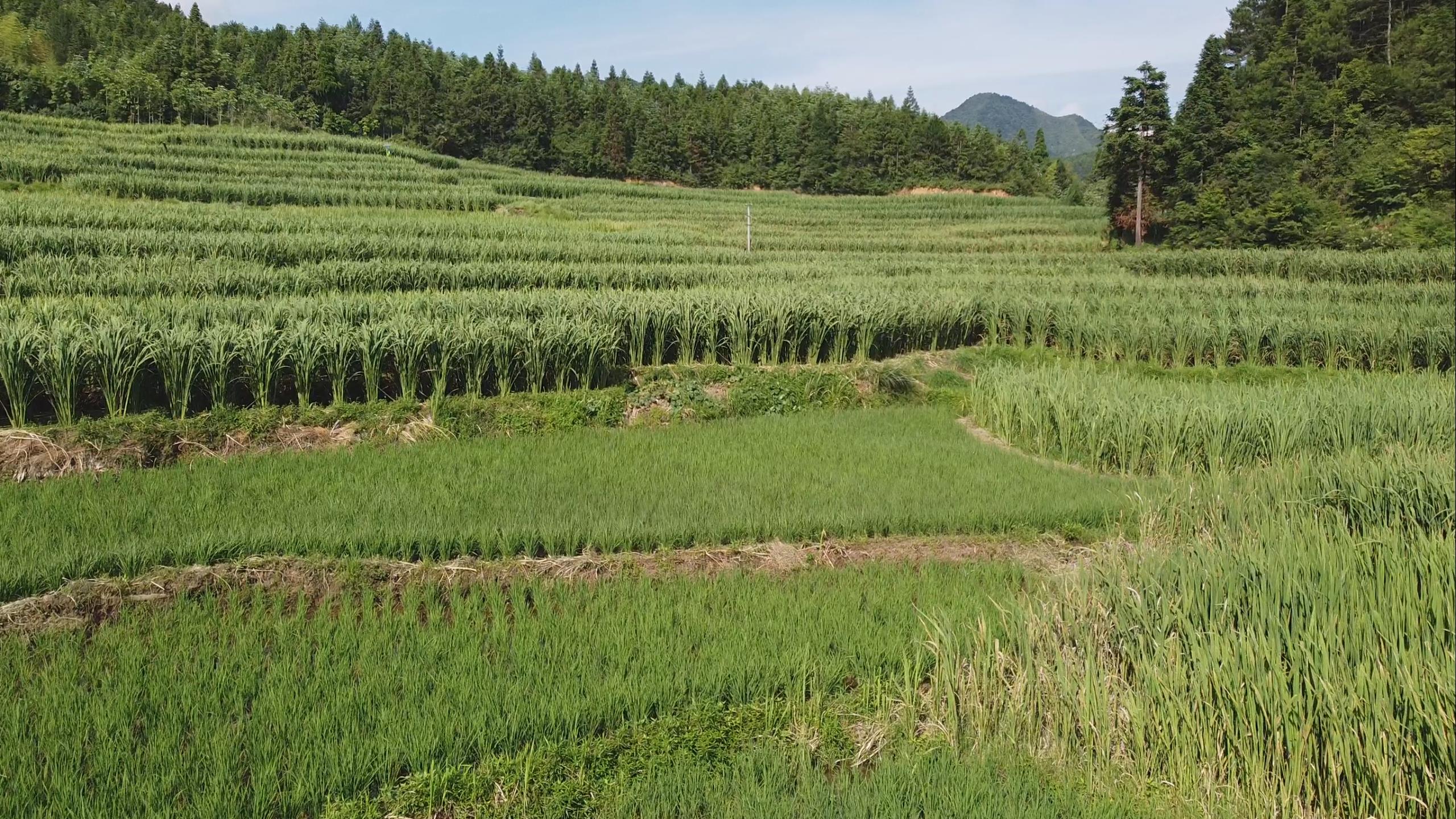 茭白种植基地