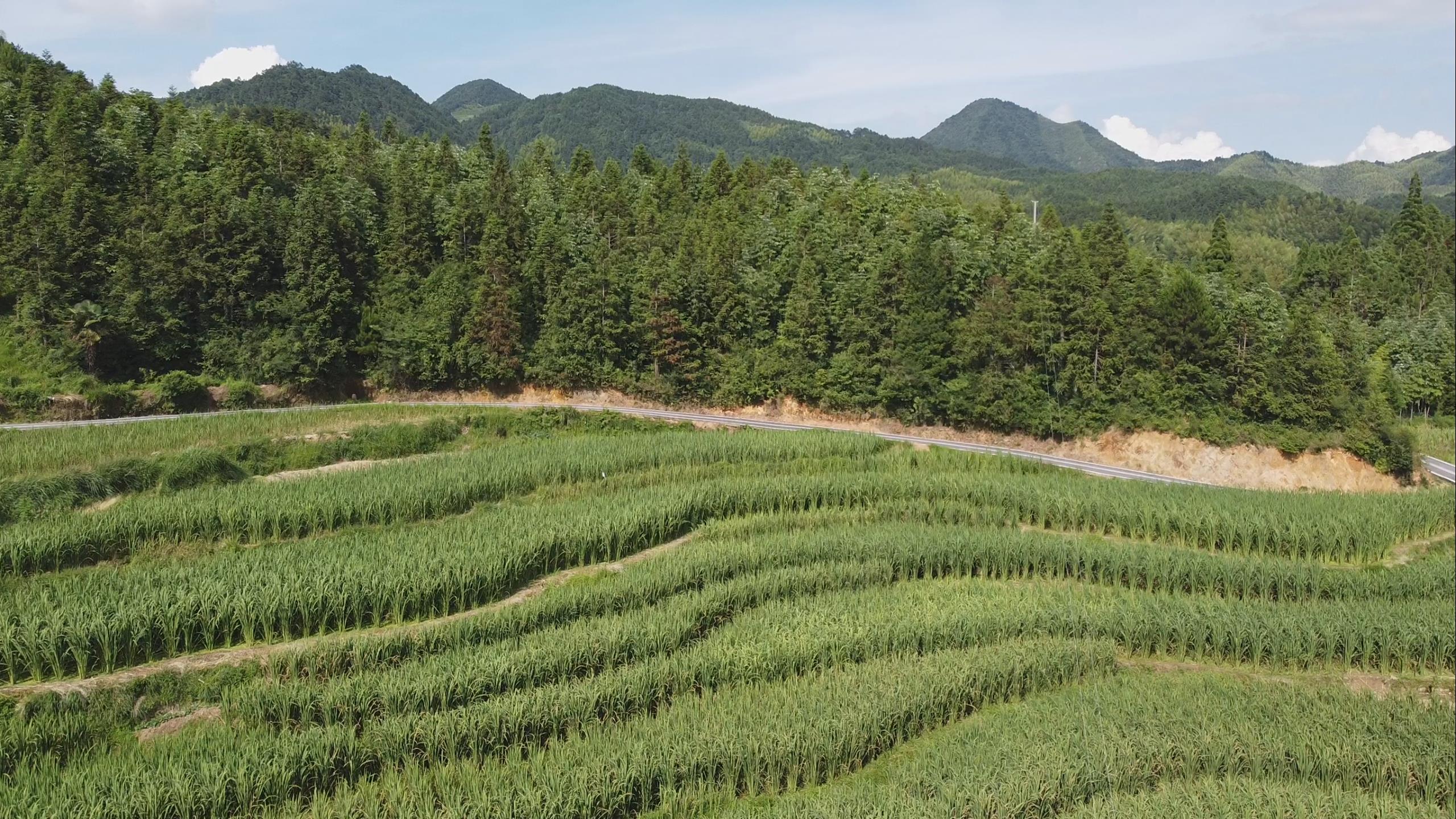 茭白种植基地